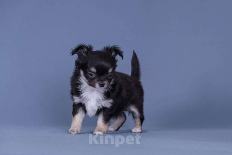 Собаки в Люберцах: Чихуахуа щенки Девочка, 57 000 руб. - фото 4