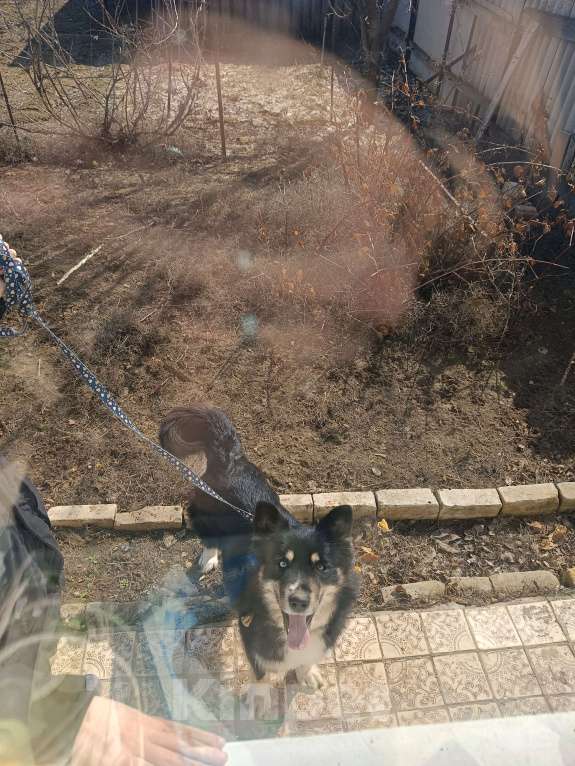 Собаки в других городах Волгоградской области: Немечкая овчарка-хаска Девочка, Бесплатно - фото 4