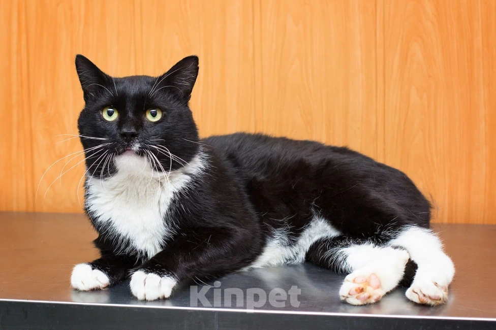 Кошки в Москве: Солидный крупный ласковый кот Шерлок Мальчик, Бесплатно - фото 8