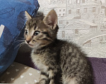 Кошки в Уфе: Котята, 2 мес Девочка, Бесплатно - фото 4