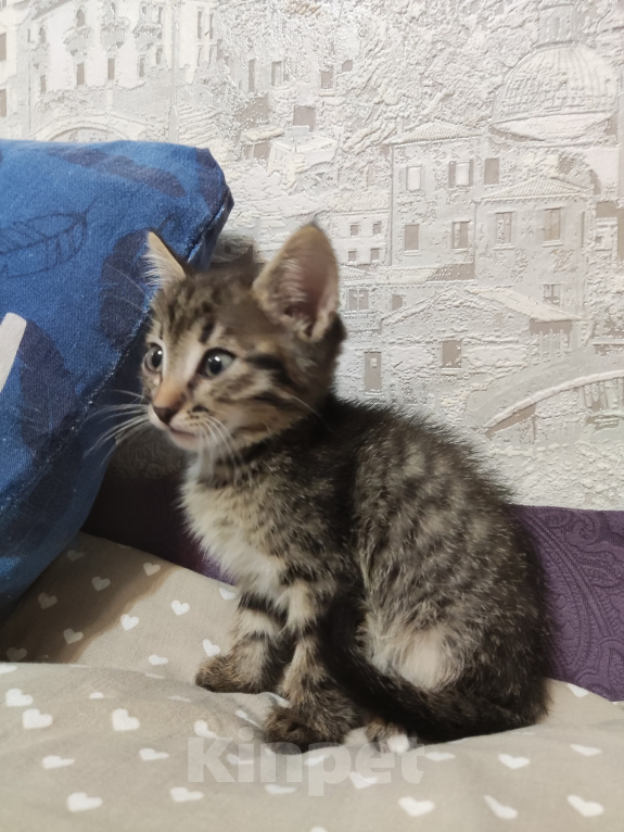 Кошки в Уфе: Котята, 2 мес Девочка, Бесплатно - фото 4