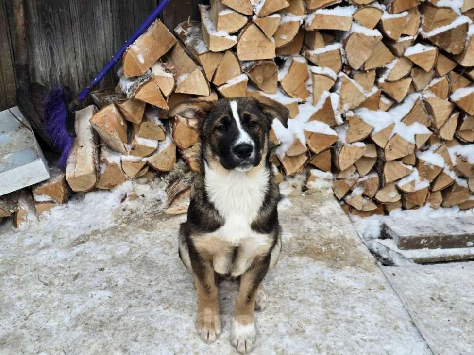 Собаки в других городах Ленинградской области: Щенки-мальчишки ищут дом Мальчик, Бесплатно - фото 7