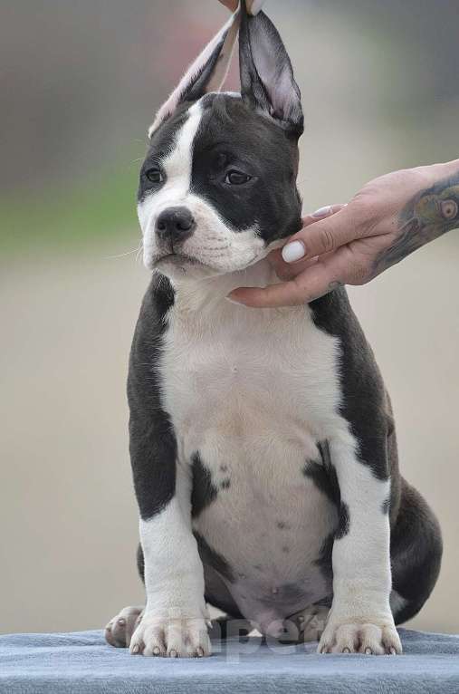 Собаки в Краснодаре: Кобель ам стаффа РКФ Мальчик, 80 000 руб. - фото 9