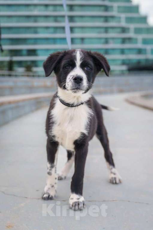 Собаки в Москве: Ищу родителей! В добрые руки. Мальчик, Бесплатно - фото 2