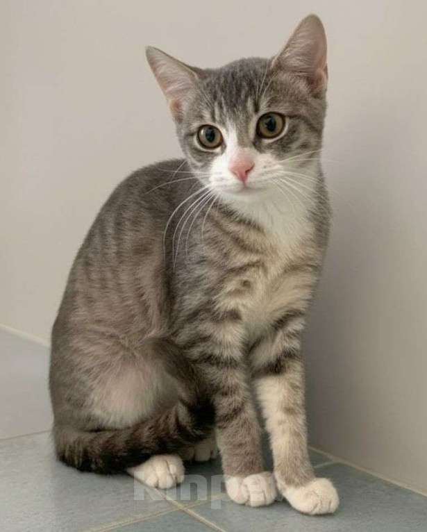 Кошки в Москве: Котенка выгоняют на улицу Девочка, Бесплатно - фото 1