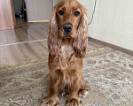 Собаки в Екатеринбурге: Английский кокер-спаниель Мальчик, 40 000 руб. - фото 7