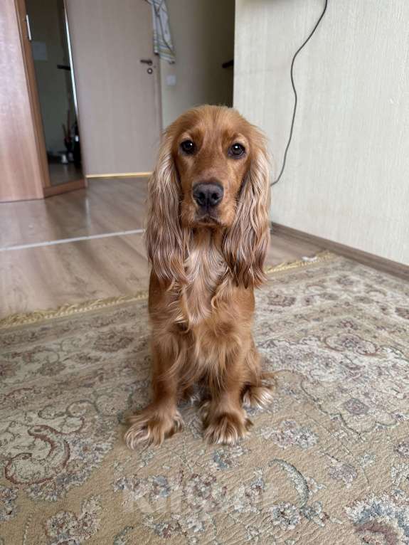 Собаки в Екатеринбурге: Английский кокер-спаниель Мальчик, 40 000 руб. - фото 7