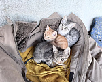 Кошки в Серпухове: Котенок в добрые руки Мальчик, Бесплатно - фото 5