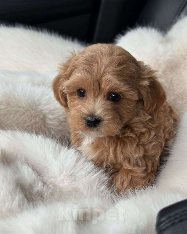 Собаки в Уфе: Мальтипу, щенок Мальчик, 180 000 руб. - фото 6