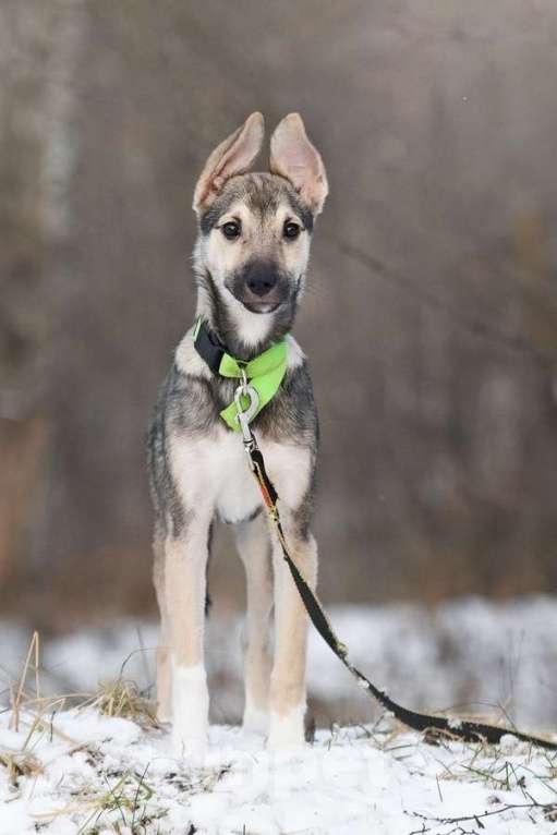 Собаки в Москве: Ищете верного друга и компаньона для всей семьи? Девочка, Бесплатно - фото 1