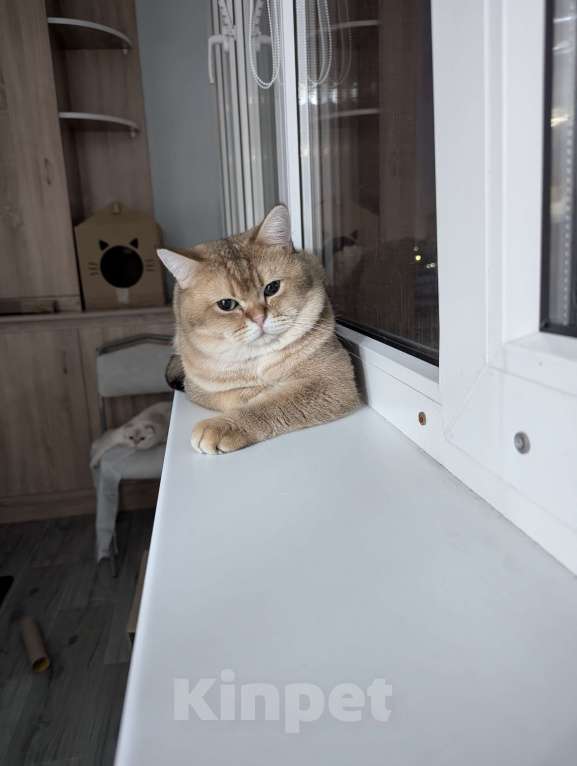 Кошки в Подольске: ВЯЗКА Мальчик, 5 000 руб. - фото 1