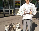 Собаки в Подольске: Щенки сибирской хаски, 15 000 руб. - фото 1