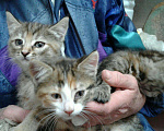 Кошки в Воронеже: Котята, Бесплатно - фото 4