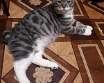 Кошки в Рязани: Продаются котята курильского бобтейла, 7 000 руб. - фото 1