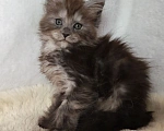 Кошки в Рошале: Котёнок Мейн-Кун Девочка, 25 000 руб. - фото 1