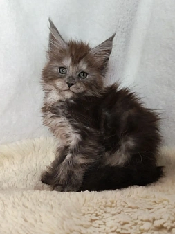 Котёнок Мейн-Кун