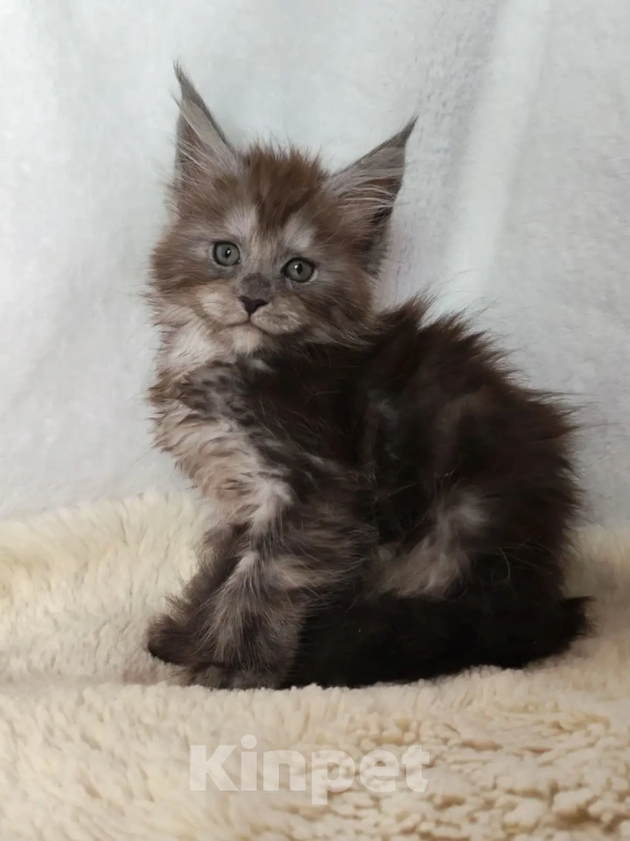 Кошки в Рошале: Котёнок Мейн-Кун Девочка, 25 000 руб. - фото 1