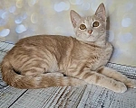 Кошки в Москве: Котёнок с апельсиновыми глазами в добрые руки Девочка, Бесплатно - фото 5