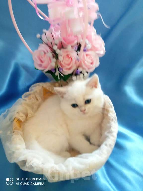 Кошки в Уфе: Британский короткошерстный котенок Девочка, Бесплатно - фото 5