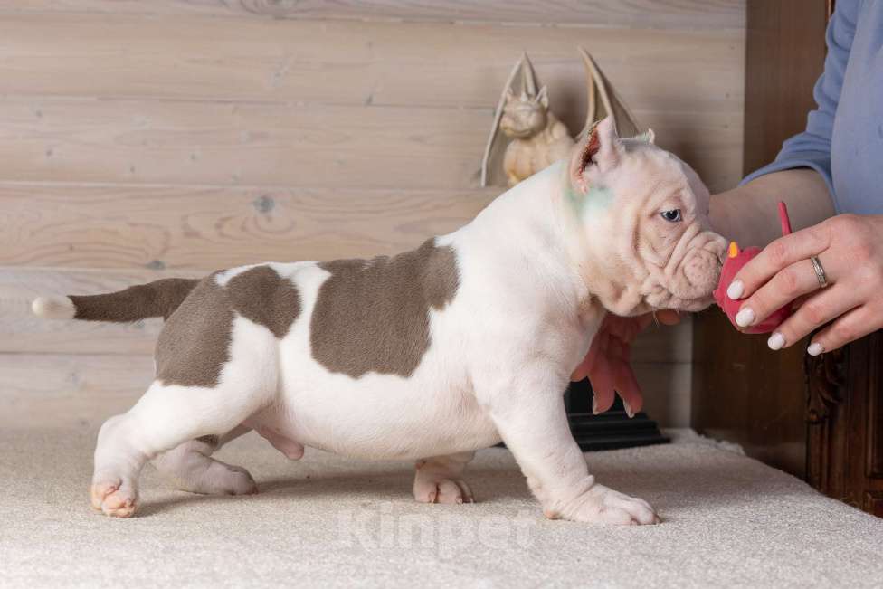 Собаки в Королеве: Американский булли Мальчик, 90 000 руб. - фото 2