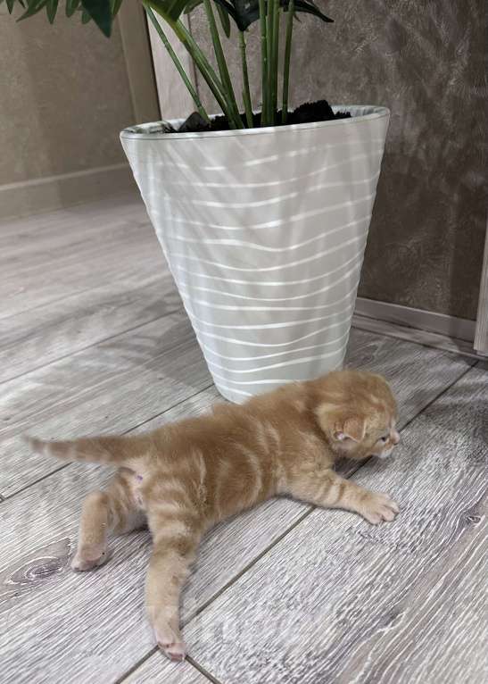 Кошки в Вологде: Шотландские вислоухие котята Мальчик, 10 000 руб. - фото 2