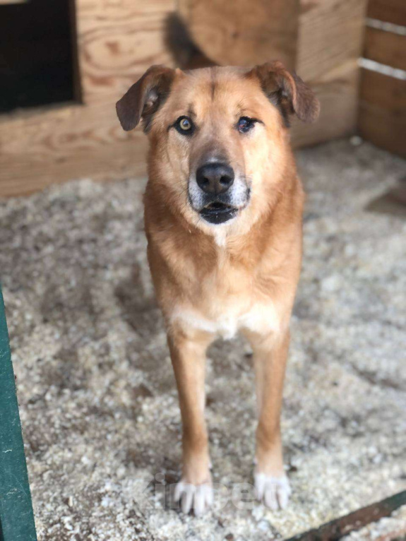 Собаки в Москве: Особенному Вилли тяжело без своего Человека Мальчик, Бесплатно - фото 7