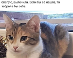 Кошки в Подольске: Ищу свою кошечку. Возраст 2 года. Девочка, 1 руб. - фото 1