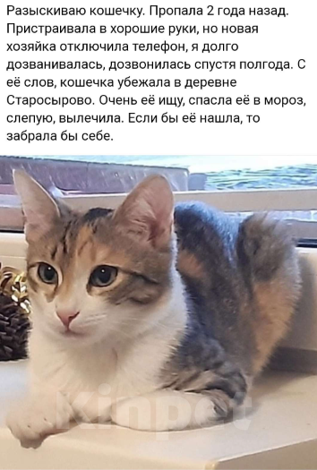 Кошки в Подольске: Ищу свою кошечку. Возраст 2 года. Девочка, 1 руб. - фото 1