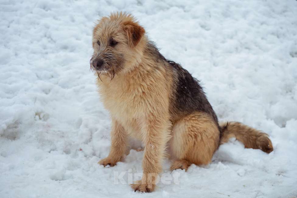 Собаки в Москве: щенок Флинт ищет семью Девочка, Бесплатно - фото 8