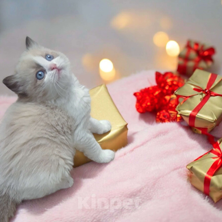 Кошки в Москве: Девочка Рэгдолл  Девочка, 120 000 руб. - фото 1