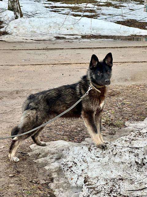 Собаки в Москве: Жизнерадостный пёс Мартин в добрые руки Мальчик, Бесплатно - фото 4