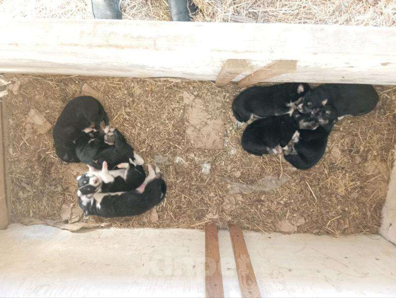 Собаки в Томске: Щенки в дар — 8 пушистых радостей 🐶 Бесплатно в добрые руки! Мальчик, Бесплатно - фото 8