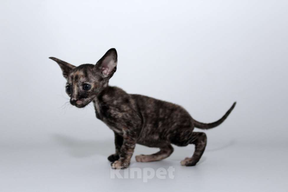 Кошки в Москве: малыши к резервированию. питомник Корнелита Девочка, 70 000 руб. - фото 2