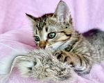 Кошки в Москве: Полосатый котёнок Крендель в добрые руки Мальчик, Бесплатно - фото 5