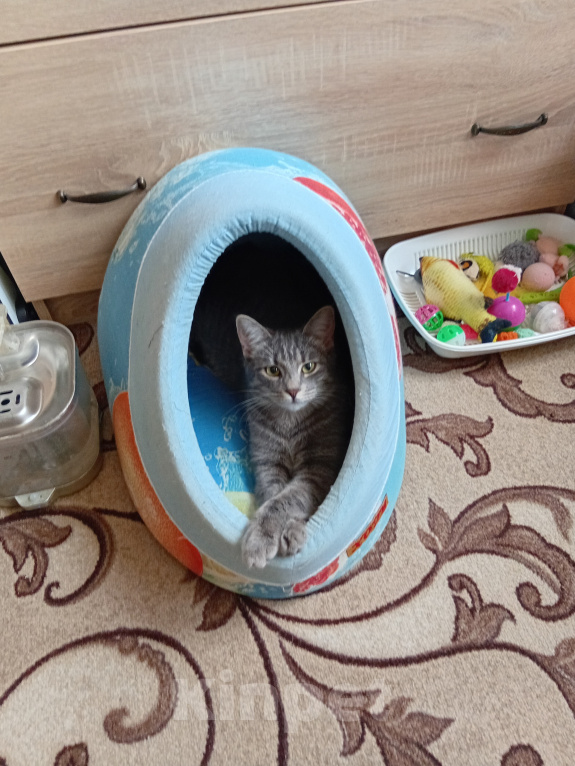 Кошки в Коломне: Отдам в добрые руки Девочка, Бесплатно - фото 2