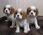 Собаки в Москве: Кавалер Кинг Чарльз спаниель щеночки.  Девочка, 110 000 руб. - фото 3