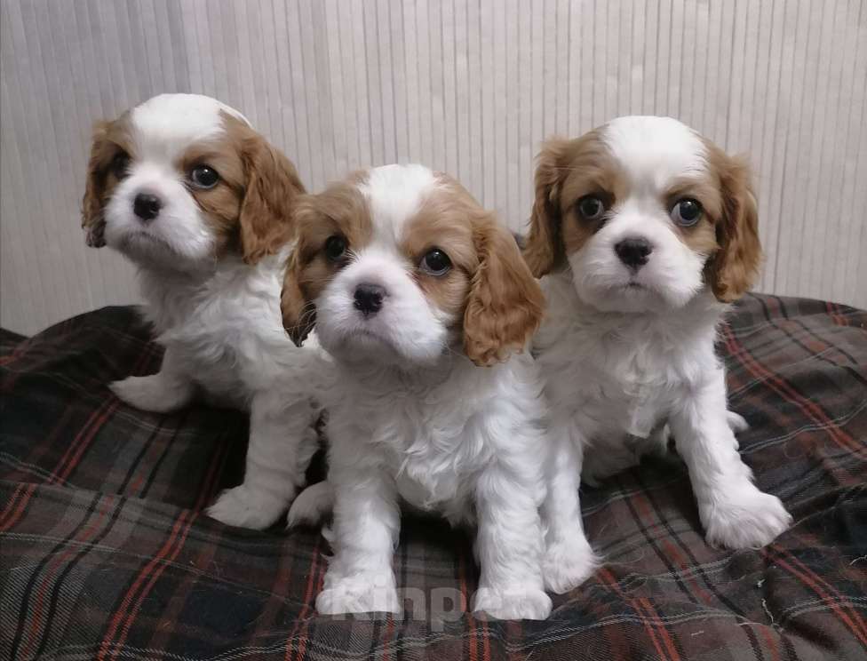 Собаки в Москве: Кавалер Кинг Чарльз спаниель щеночки.  Девочка, 110 000 руб. - фото 3