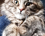 Кошки в Симферополе: Котята Мейн Кун  Девочка, 15 000 руб. - фото 4