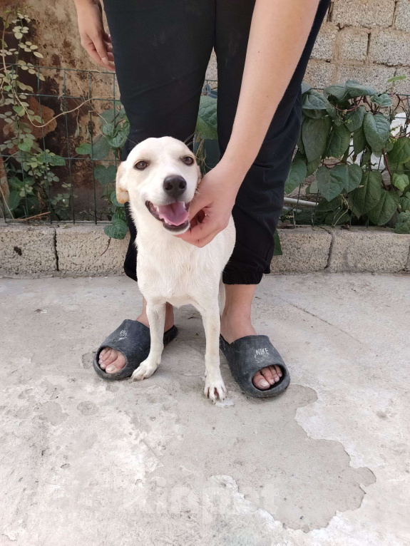 Собаки в Москве: Маленькая собачка ищет дом Девочка, Бесплатно - фото 4