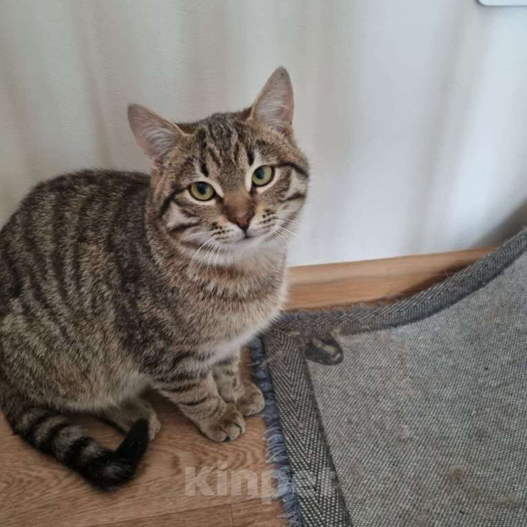 Кошки в Москве: Котенок, Мальчик Мальчик, Бесплатно - фото 1