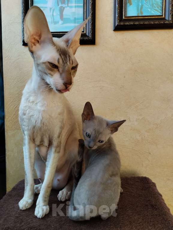 Кошки в Москве: Котенок Корниш Рекс Мальчик, 35 000 руб. - фото 6