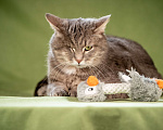 Кошки в Клине: Милош - замурчательный котейка! Мальчик, Бесплатно - фото 2