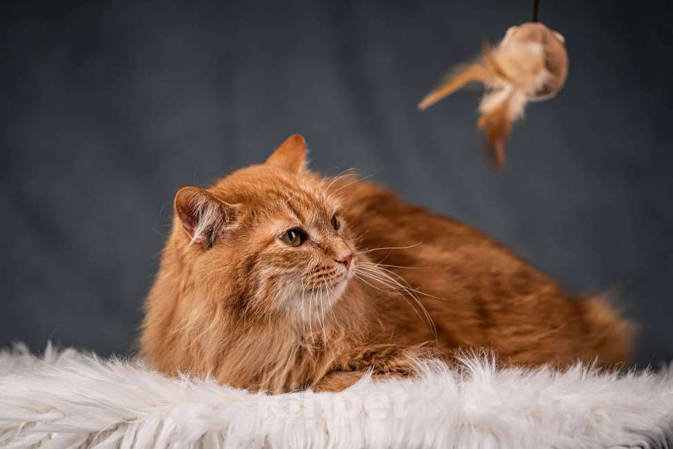 Кошки в Клине: Шуня — тихая кошечка Девочка, Бесплатно - фото 8