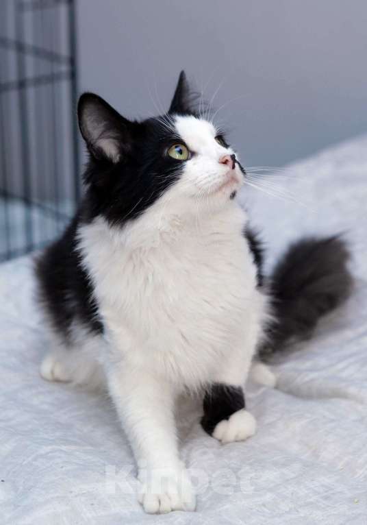 Кошки в Санкт-Петербурге: Ласковый, спокойный самый красивый котик Мальчик, 100 руб. - фото 7