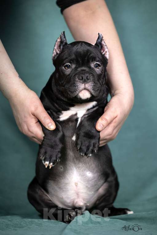 Собаки в Видном: Американский булли, мальчик Тео Мальчик, Бесплатно - фото 5