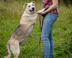 Собаки в Солнечногорске: Жизнерадостная, ласковая девчонка. Семейная собака Девочка, Бесплатно - фото 5