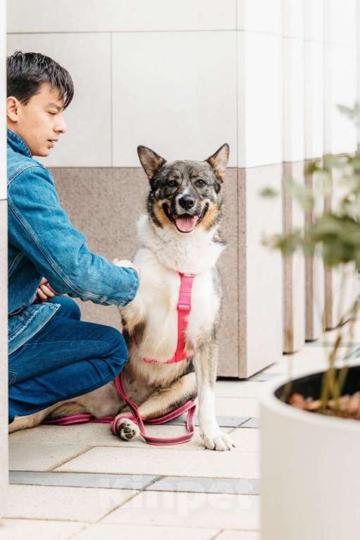 Собаки в Москве: Ураган Маруф в поисках своего человека! Девочка, Бесплатно - фото 4