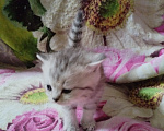 Кошки в Санкт-Петербурге: Котята, серебристая шиншила Девочка, 16 000 руб. - фото 6