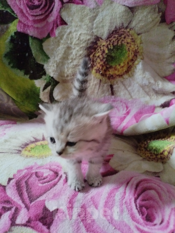 Кошки в Санкт-Петербурге: Котята, серебристая шиншила Девочка, 16 000 руб. - фото 6