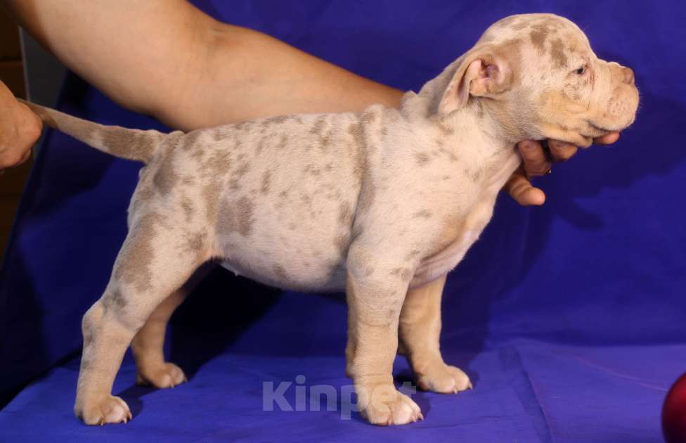 Собаки в Всеволожске: ММ ДРИАДА МЕРЛЕ Девочка, Бесплатно - фото 2